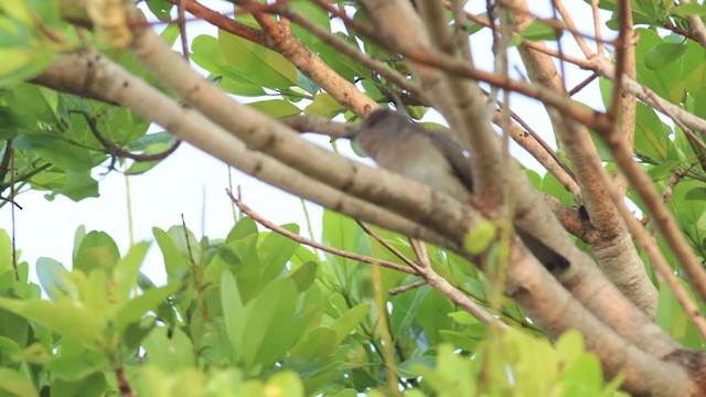 Ash-colored Cuckoo - ML384187671