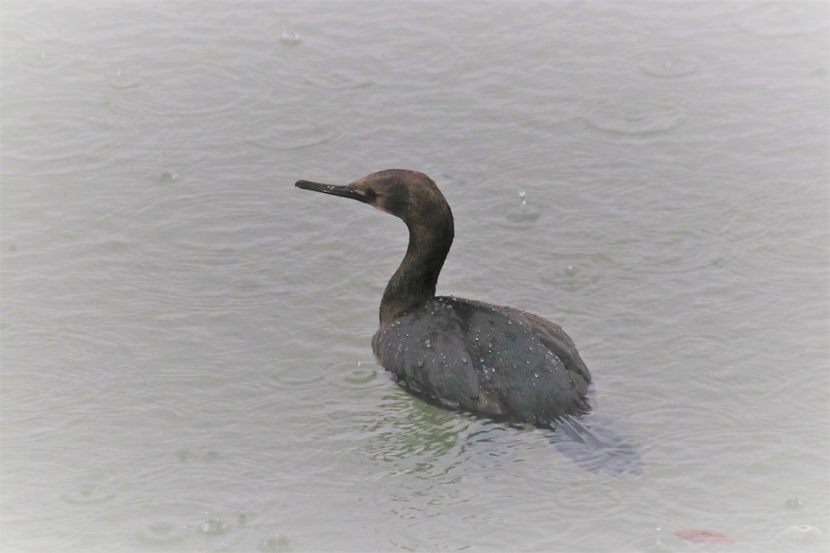 ub. skarv (Phalacrocoracidae sp.) - ML384190331