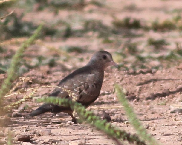 Common Ground Dove - ML384191471