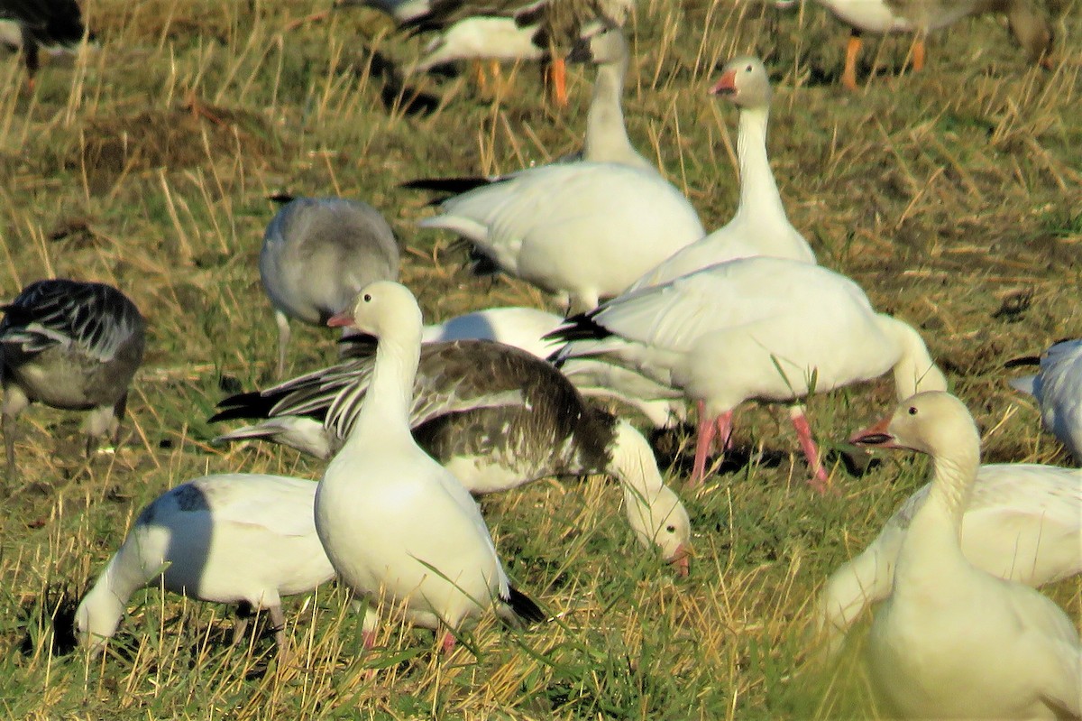 Ross's Goose - Anonymous