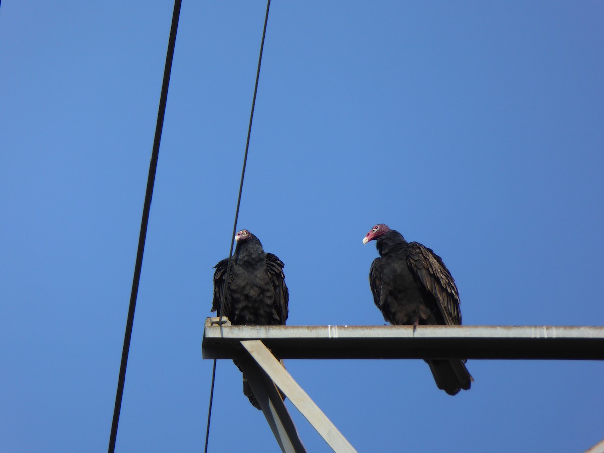 Turkey Vulture - ML384191871