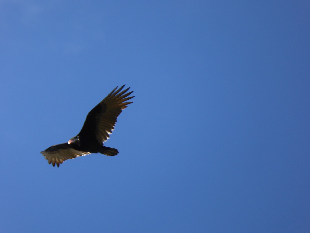 Turkey Vulture - ML384191881