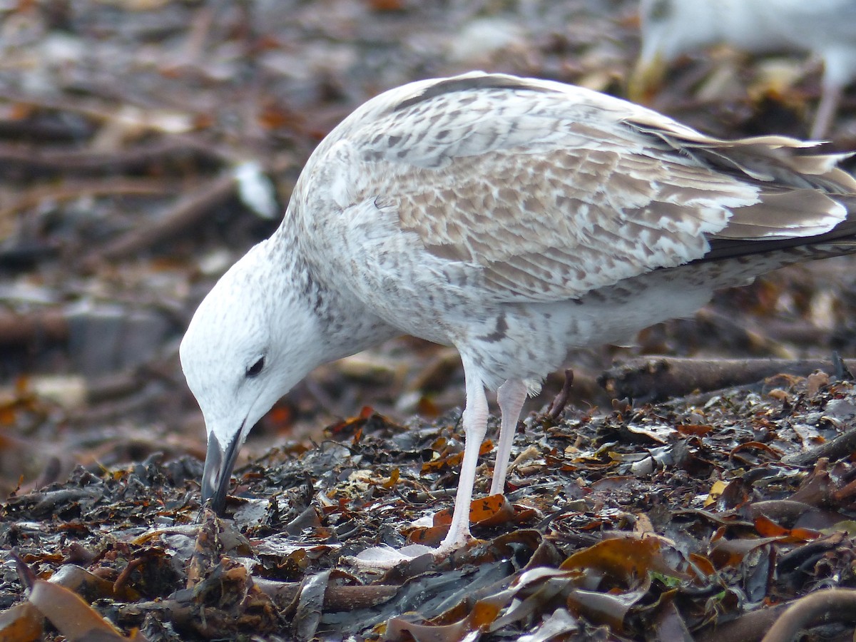 Caspian Gull - Coleta Holzhäuser