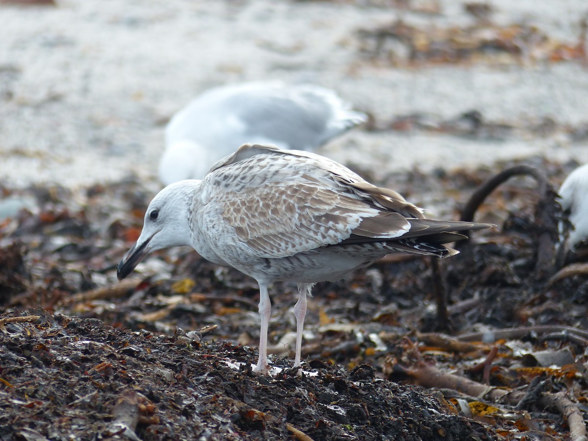 Caspian Gull - Coleta Holzhäuser