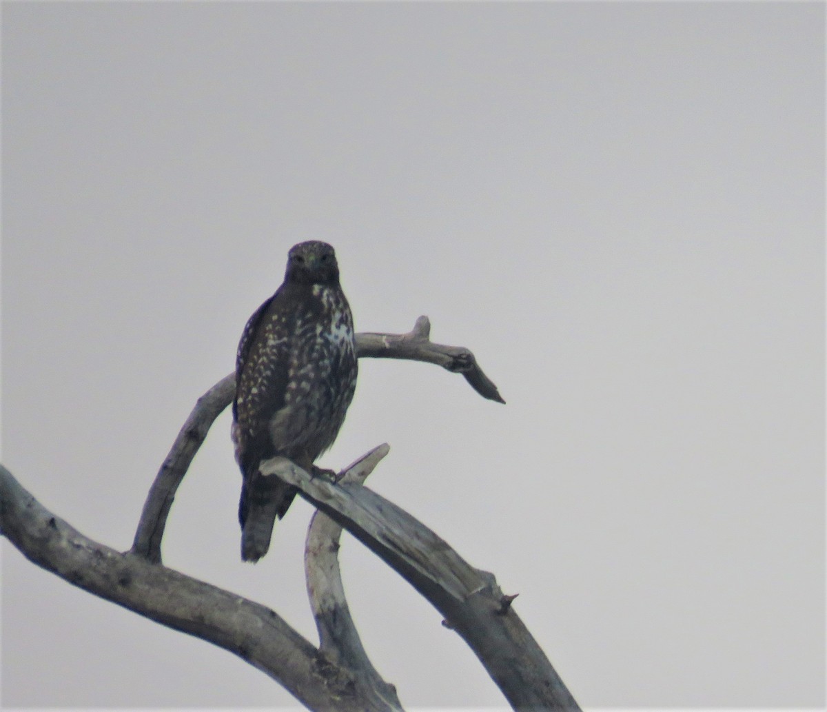 Red-tailed Hawk - ML384196401