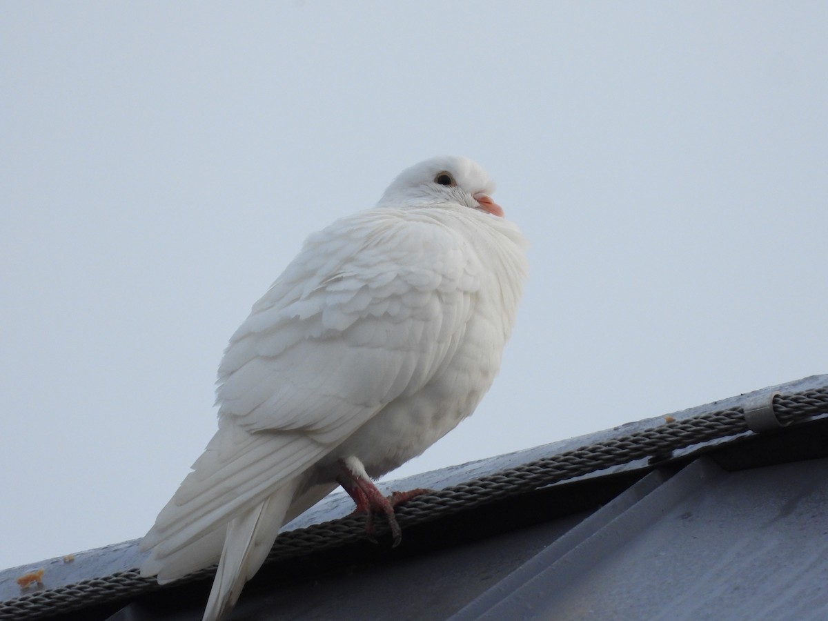 Rock Pigeon (Feral Pigeon) - ML384196621