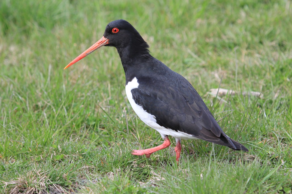 South Island Oystercatcher - Imogen Warren