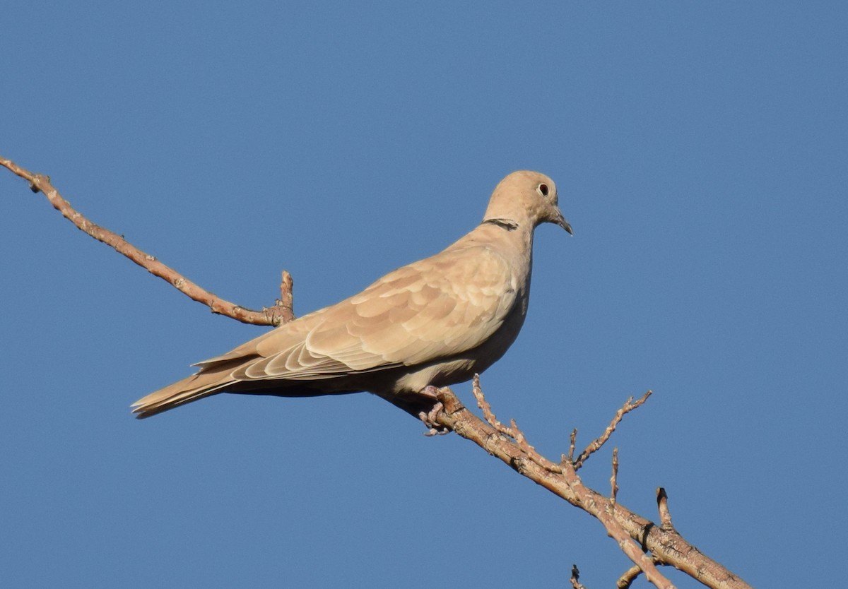 Eurasian/African Collared-Dove - Ryan O'Donnell