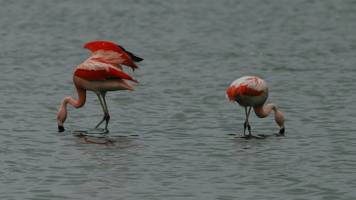 Chilean Flamingo - ML384198141