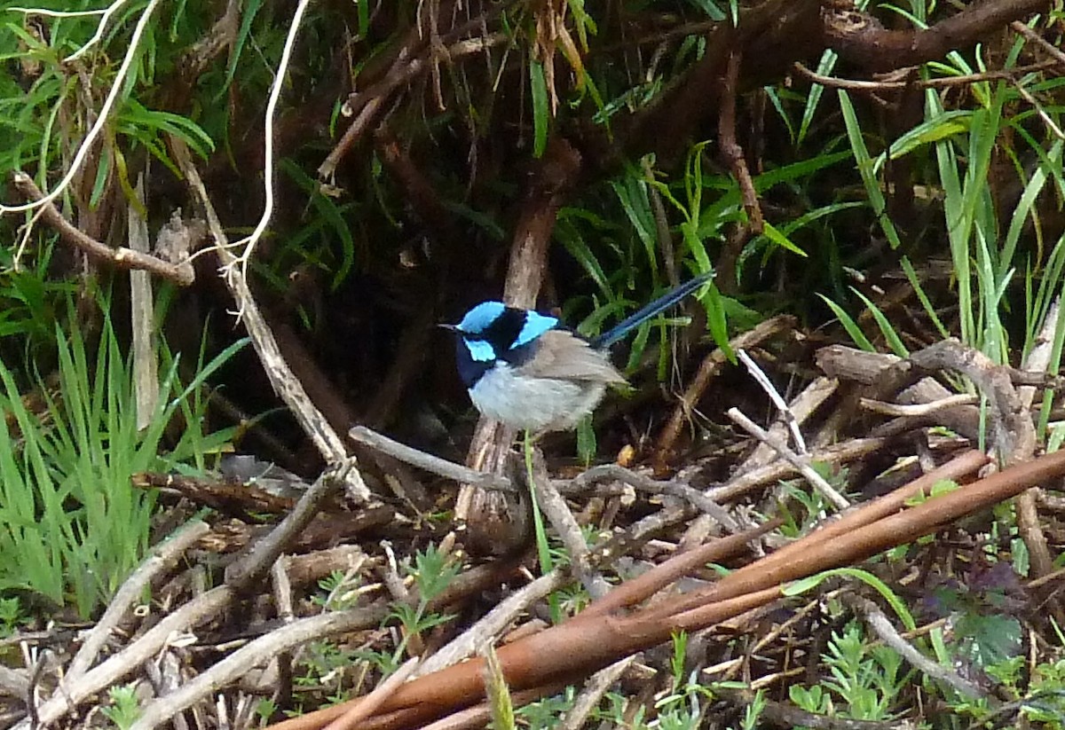 Superb Fairywren - ML38419821