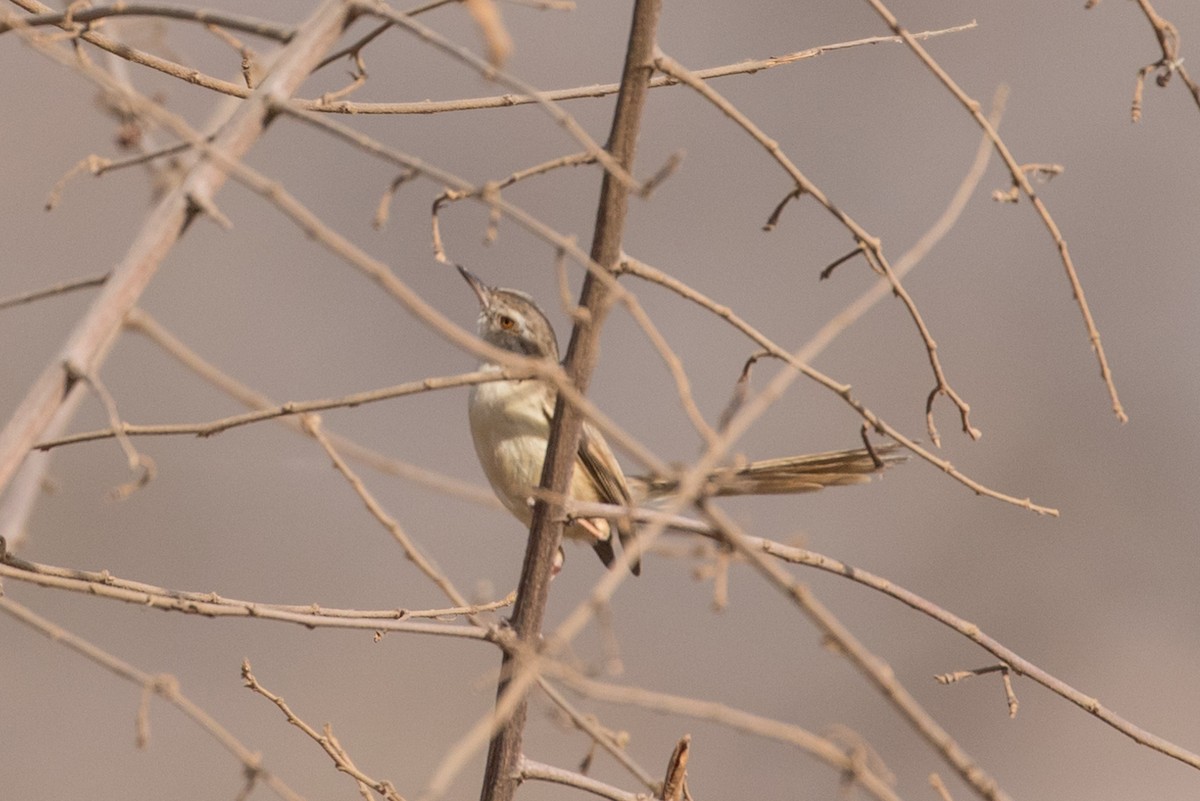 Plain Prinia - ML384198521