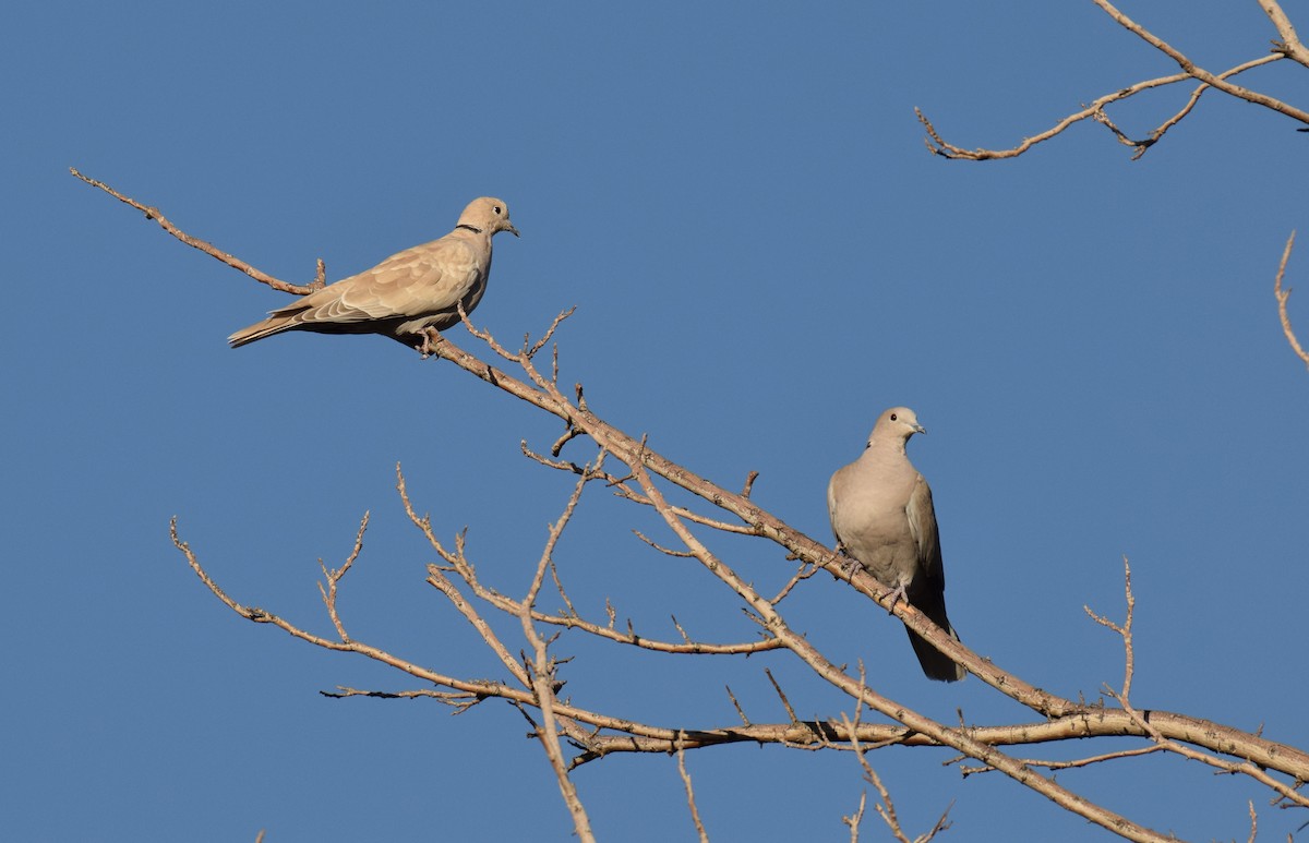 Eurasian/African Collared-Dove - Ryan O'Donnell