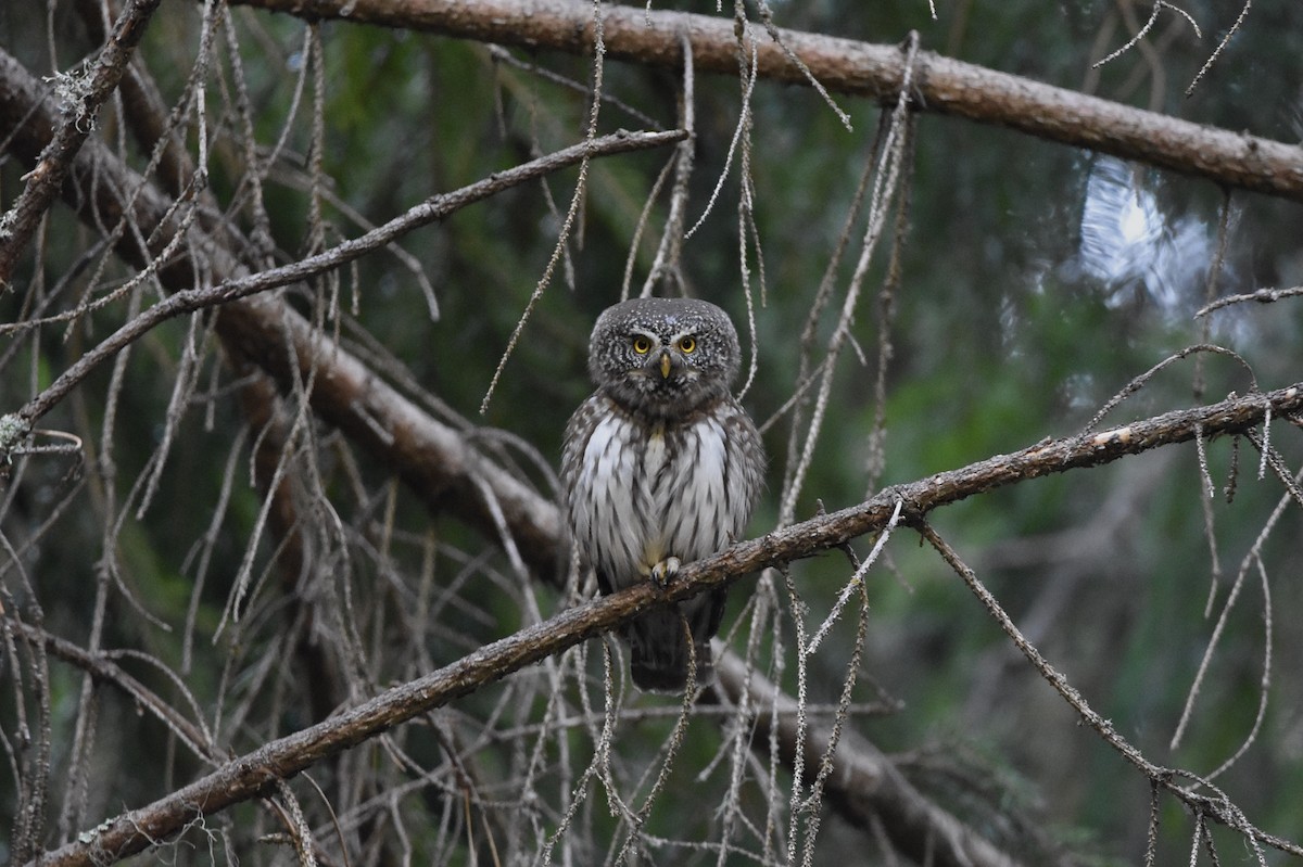 Eurasian Pygmy-Owl - Giorgos Kouthouridis