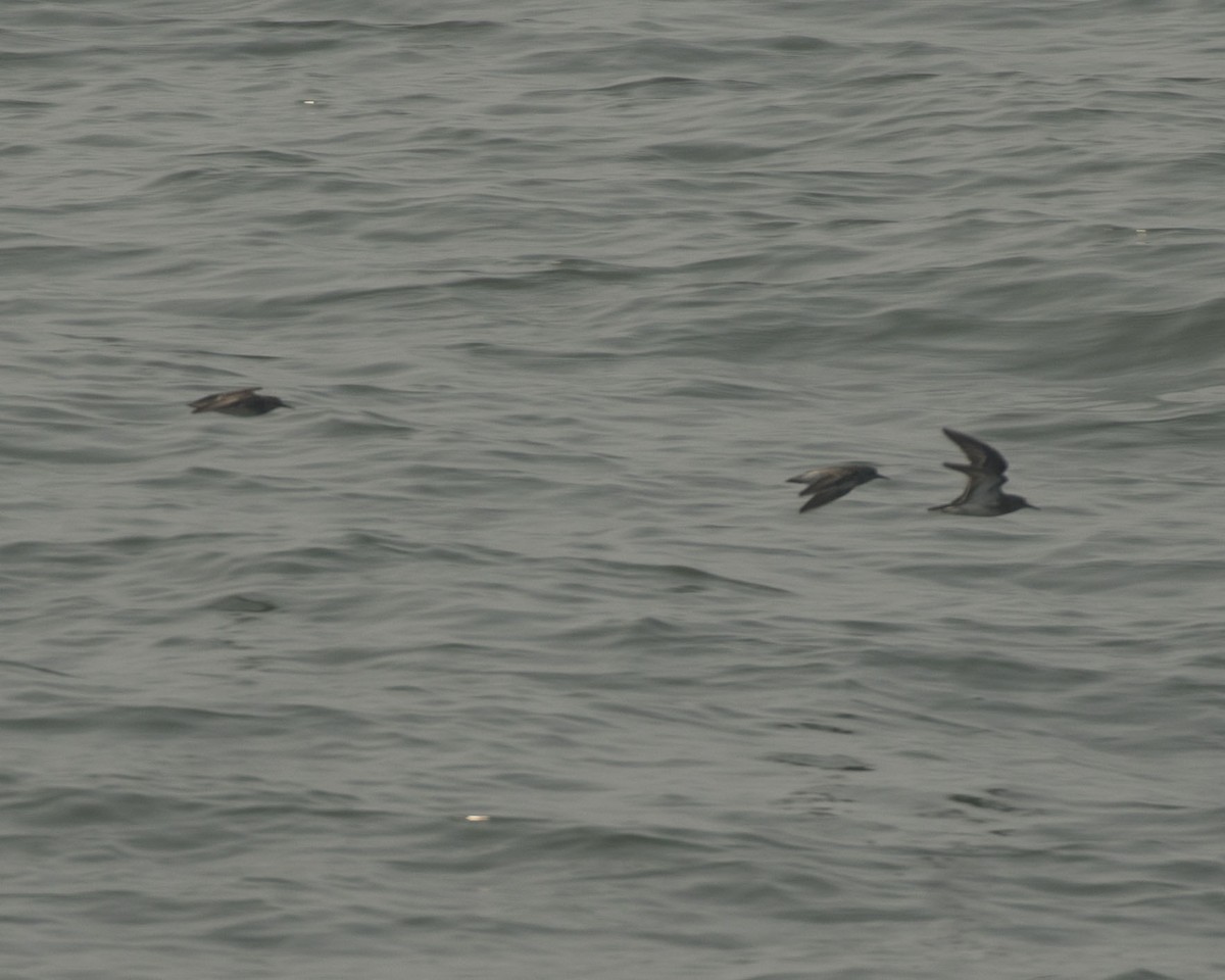 Pectoral Sandpiper - ML384203481