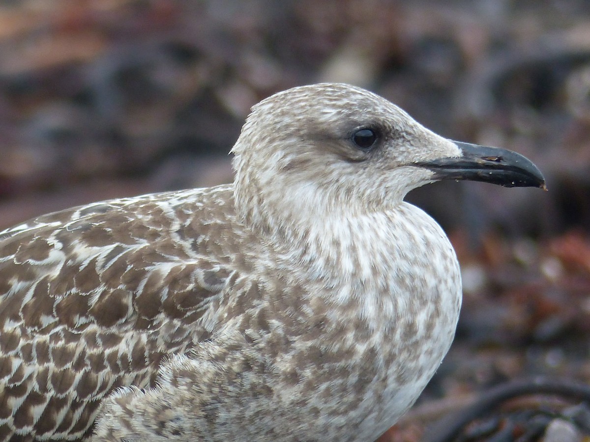 Lesser Black-backed Gull - Coleta Holzhäuser