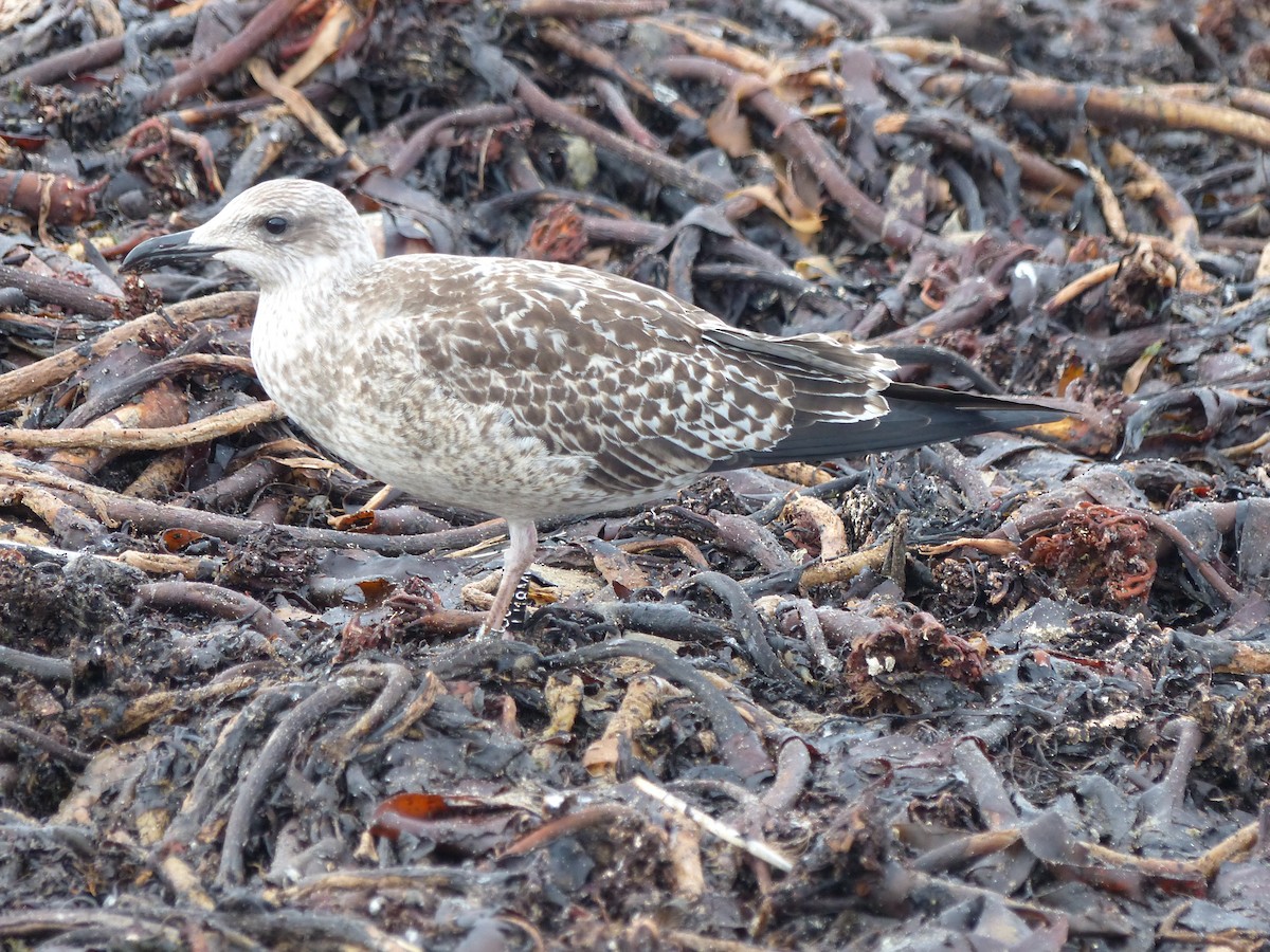 Lesser Black-backed Gull - Coleta Holzhäuser