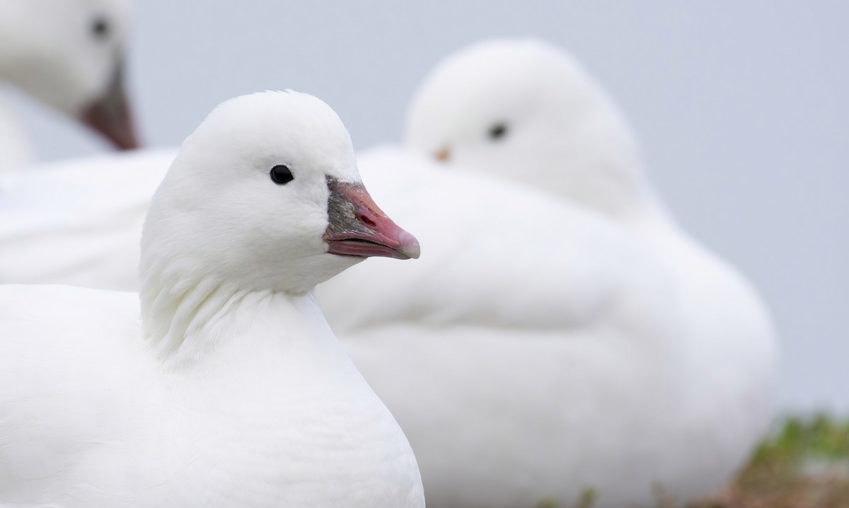 Ross's Goose - ML384206741