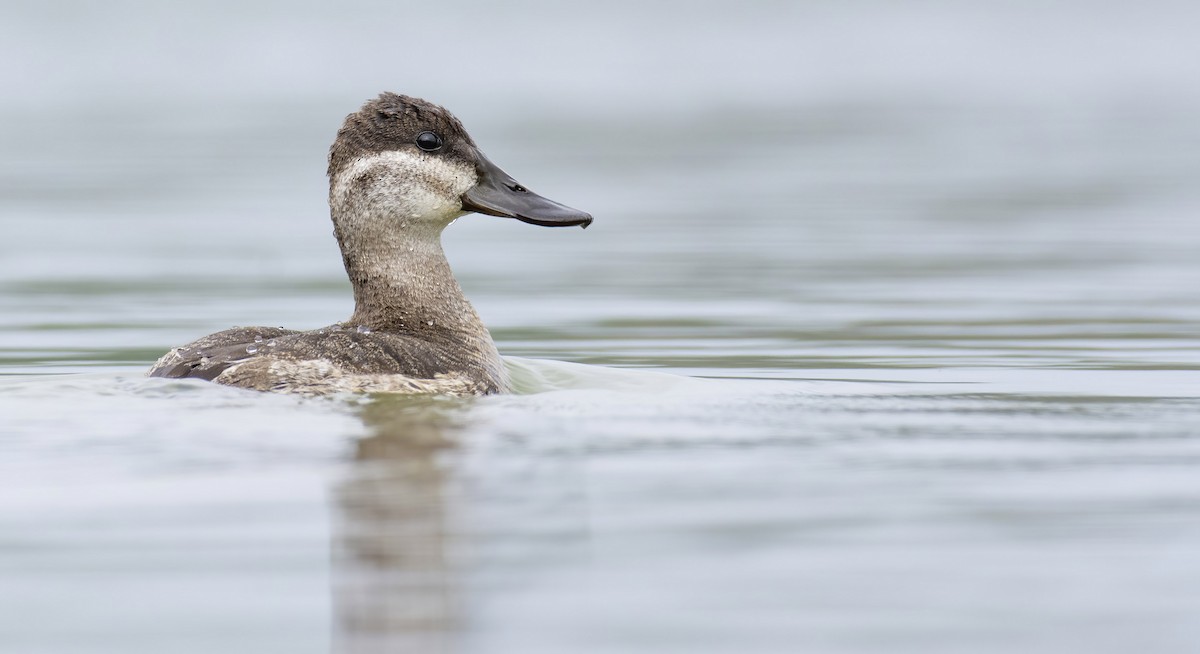 Ruddy Duck - ML384207131