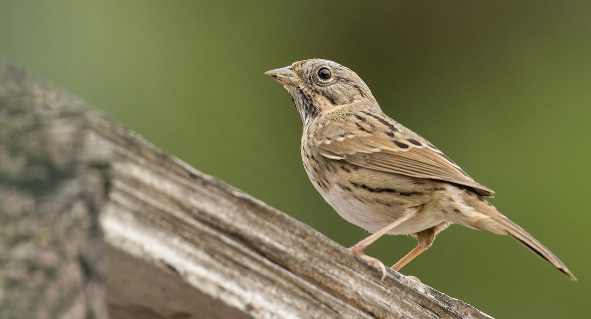 Lincoln's Sparrow - ML384207991