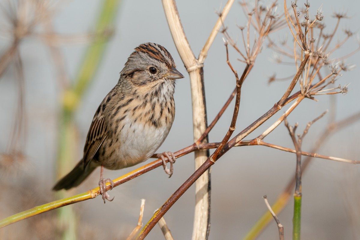 Lincoln's Sparrow - ML384212391