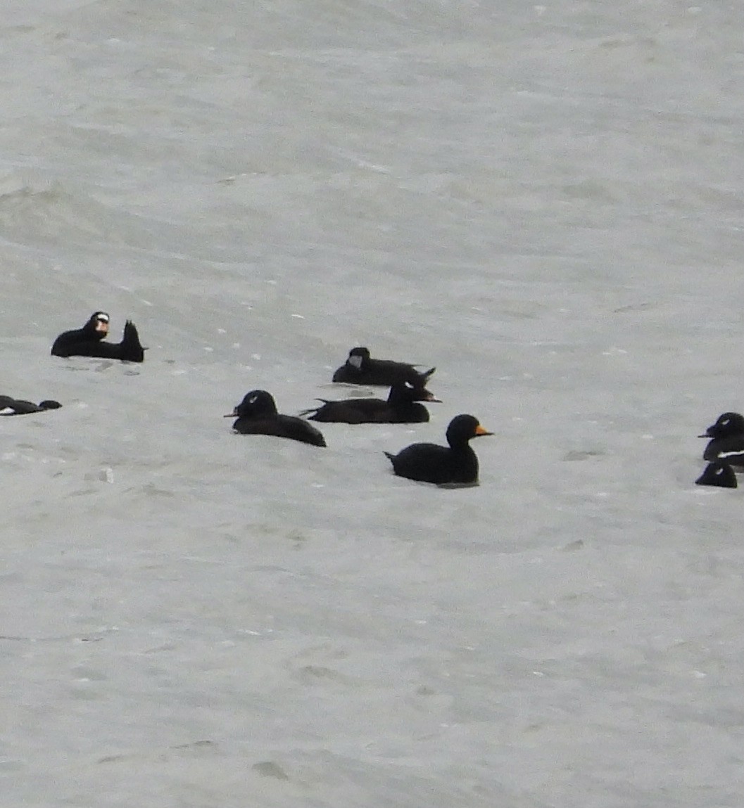 Black Scoter - ML384212931