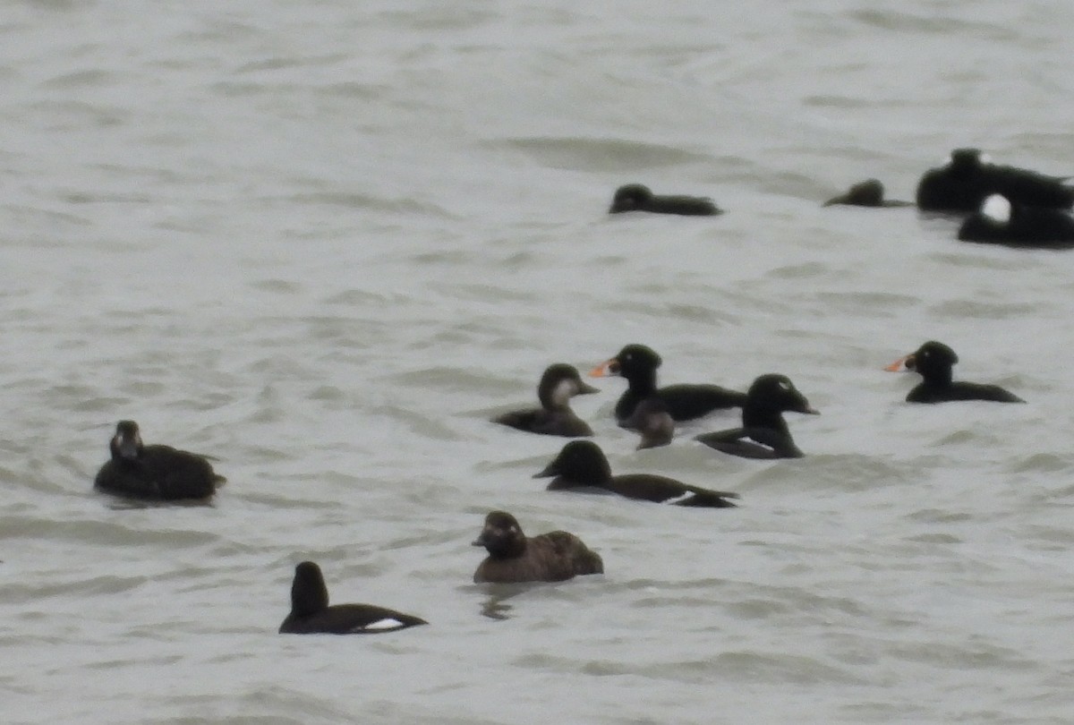 Black Scoter - ML384213061