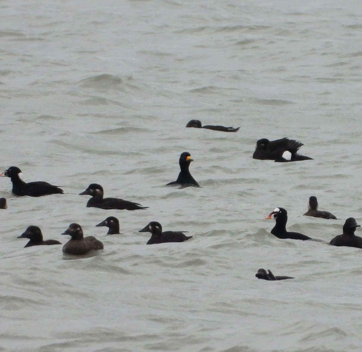 Black Scoter - ML384213161