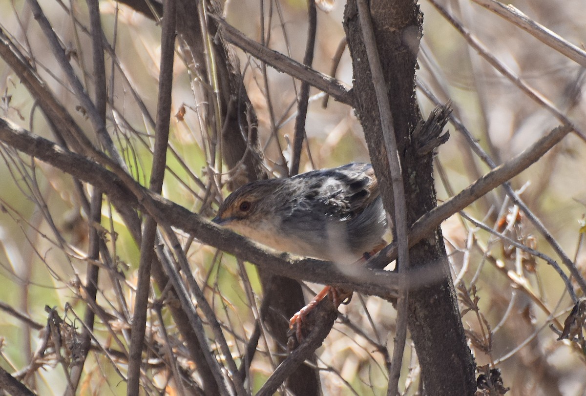 Cistícola Plañidero (distinctus) - ML384213261