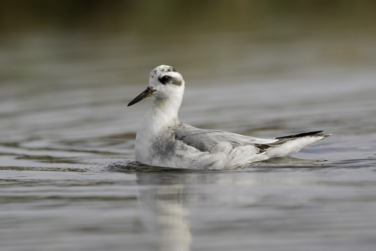 polarsvømmesnipe - ML384213411