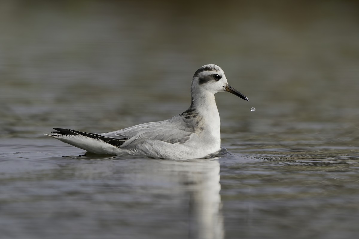 Phalarope à bec large - ML384213421