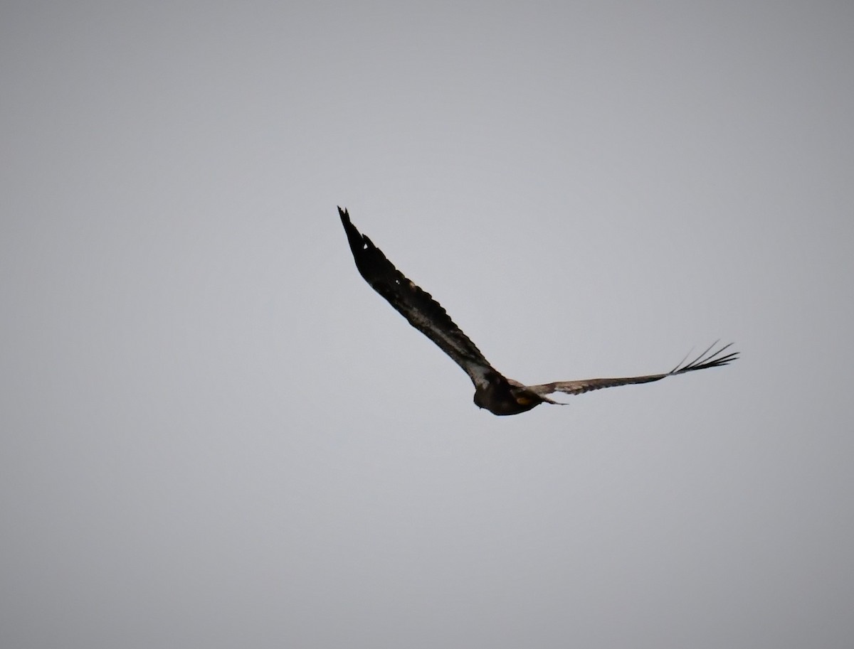 Белоголовый орлан - ML384213501