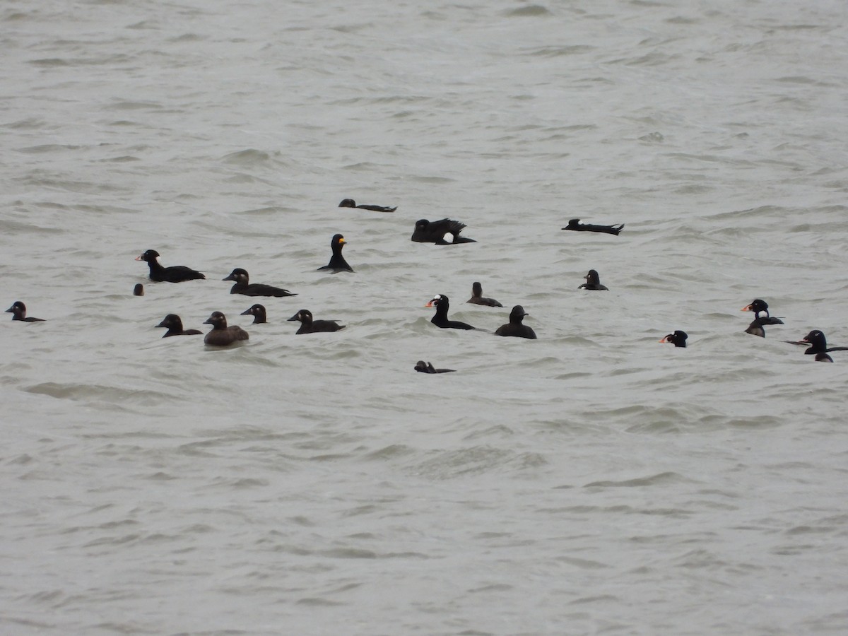 Surf Scoter - ML384214021