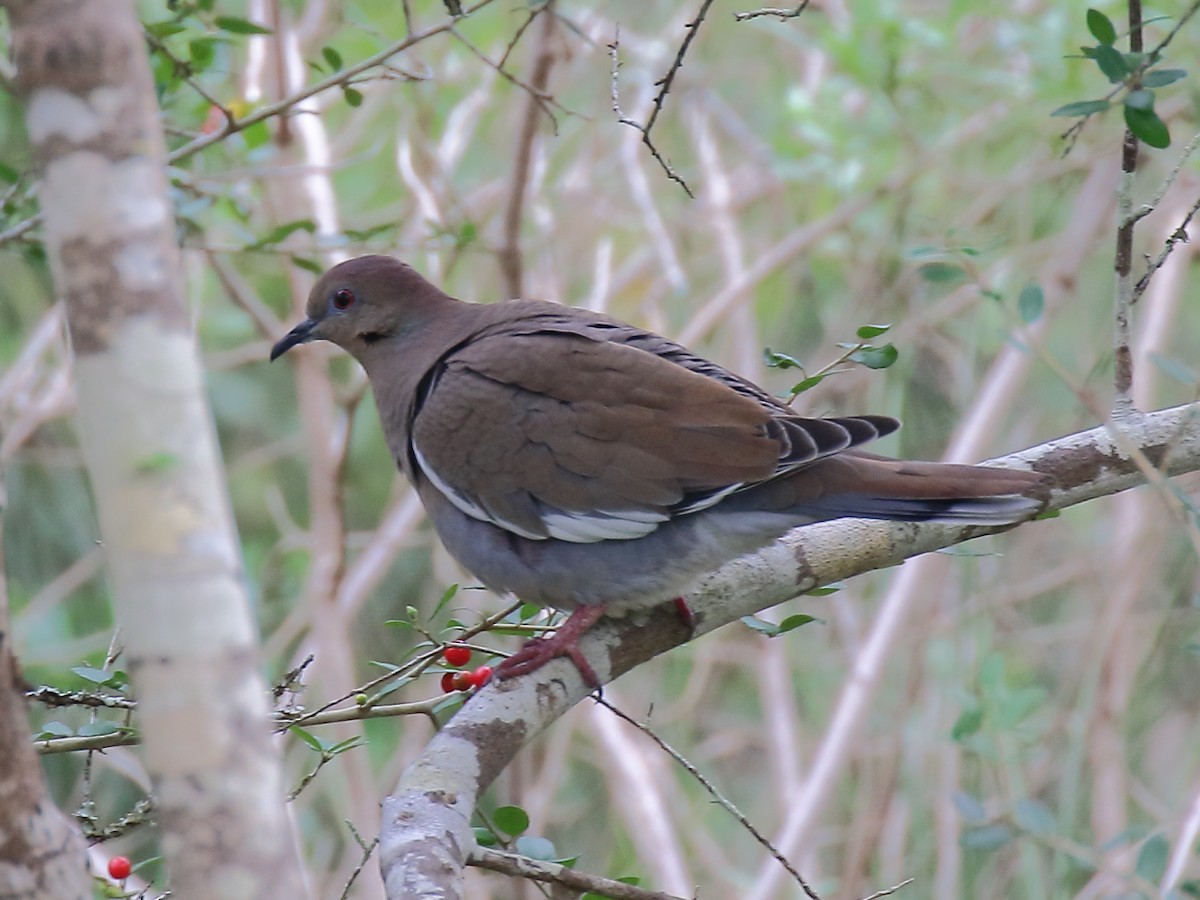 White-winged Dove - ML384214901