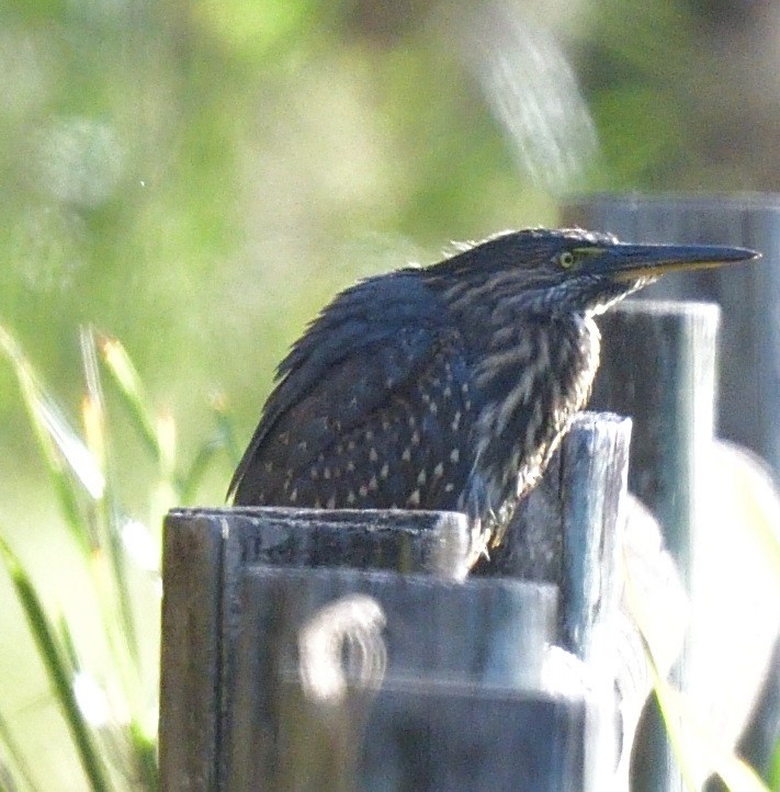 Striated Heron - Mark Clayton