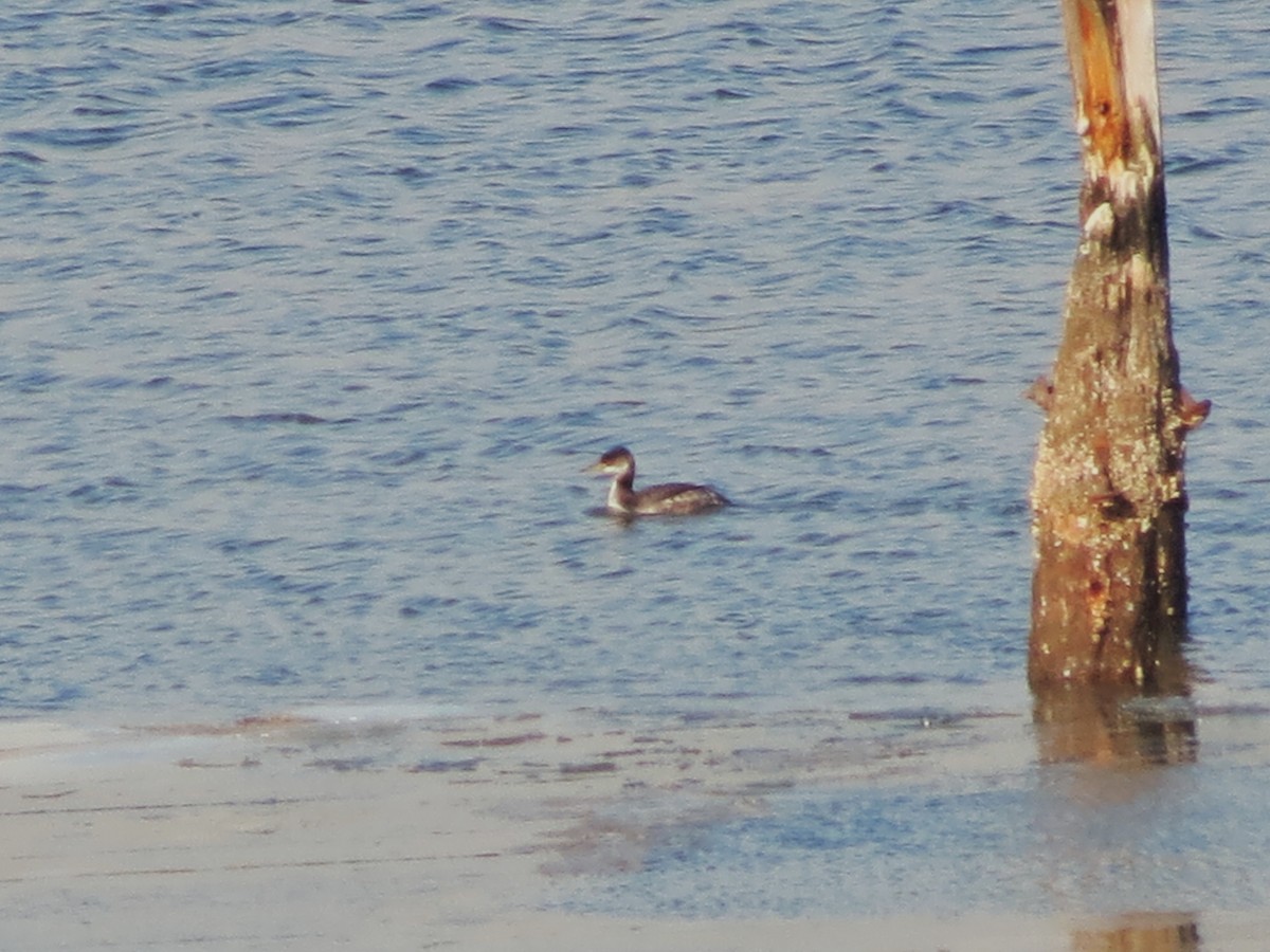 Red-necked Grebe - ML384216641