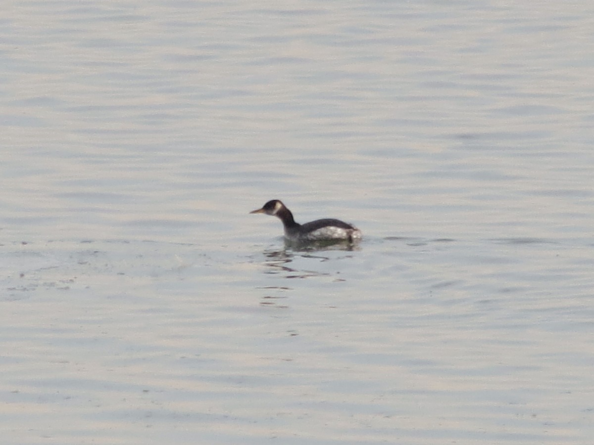 Red-necked Grebe - ML384216721