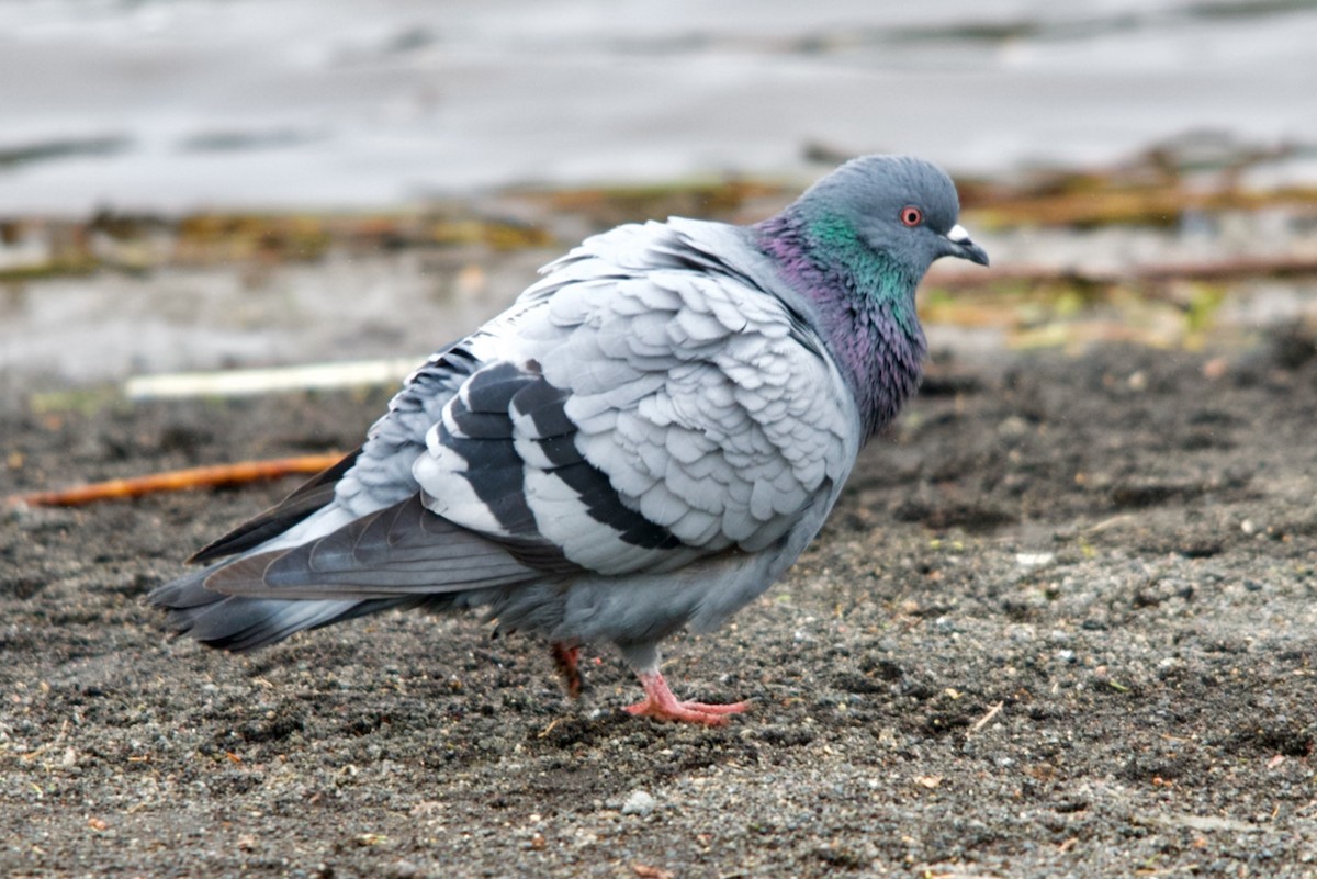 Rock Pigeon (Feral Pigeon) - ML384217391