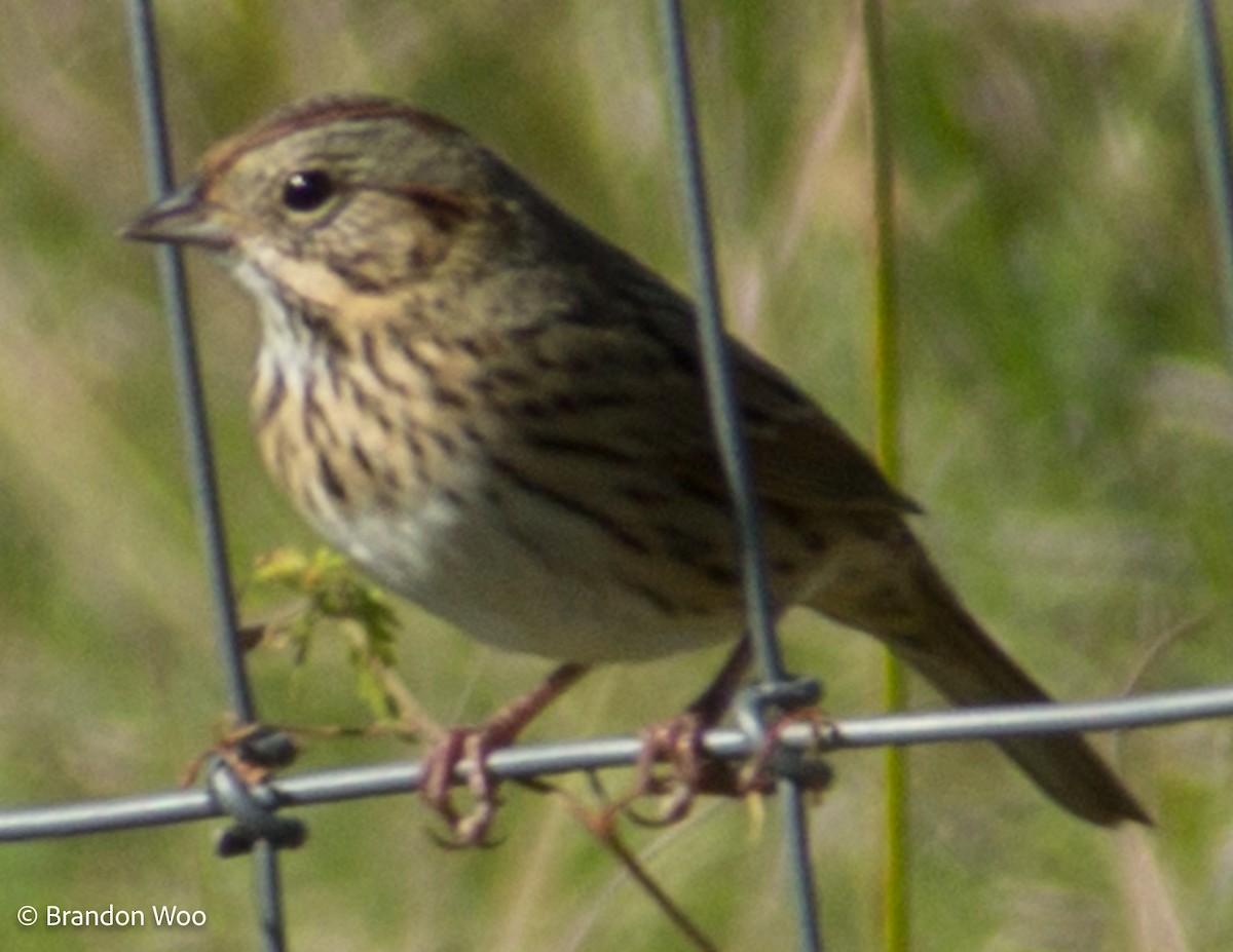 Lincoln's Sparrow - Brandon Woo