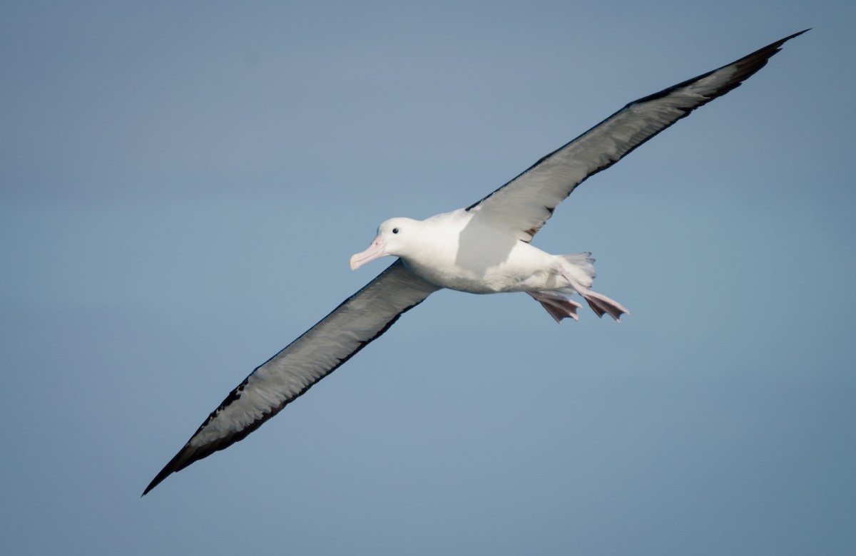 Northern Royal Albatross - Pablo Gutiérrez Maier