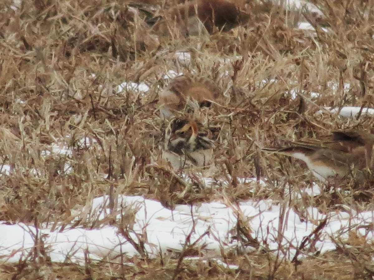 Lapland Longspur - ML384218571