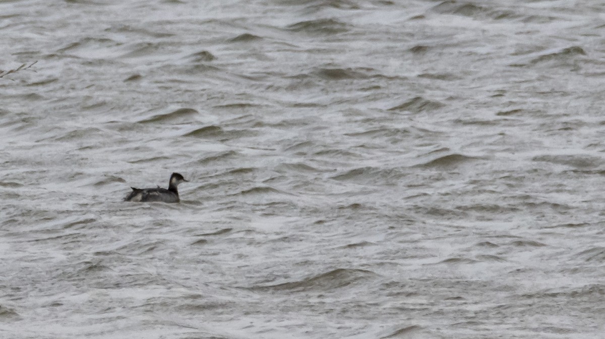 Eared Grebe - ML384219011