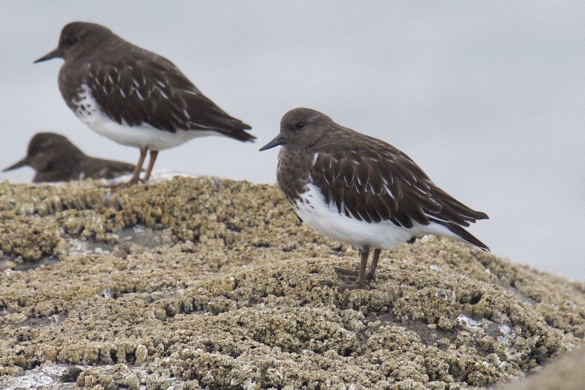 Black Turnstone - ML384219141