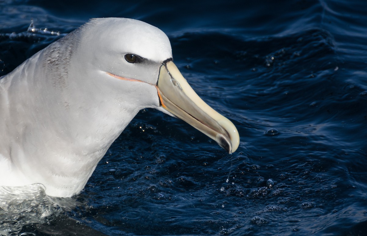 albatros snarský - ML384219791