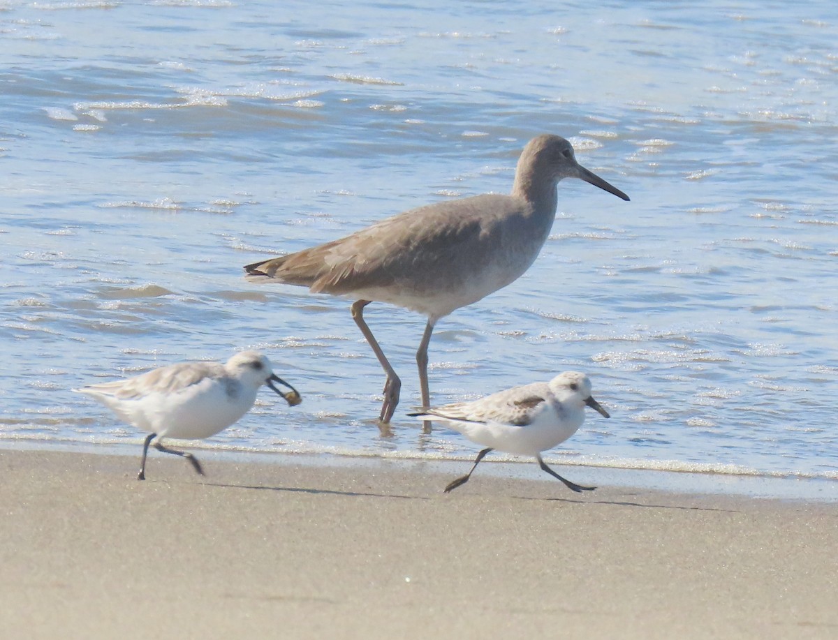 Sanderling - ML384222481