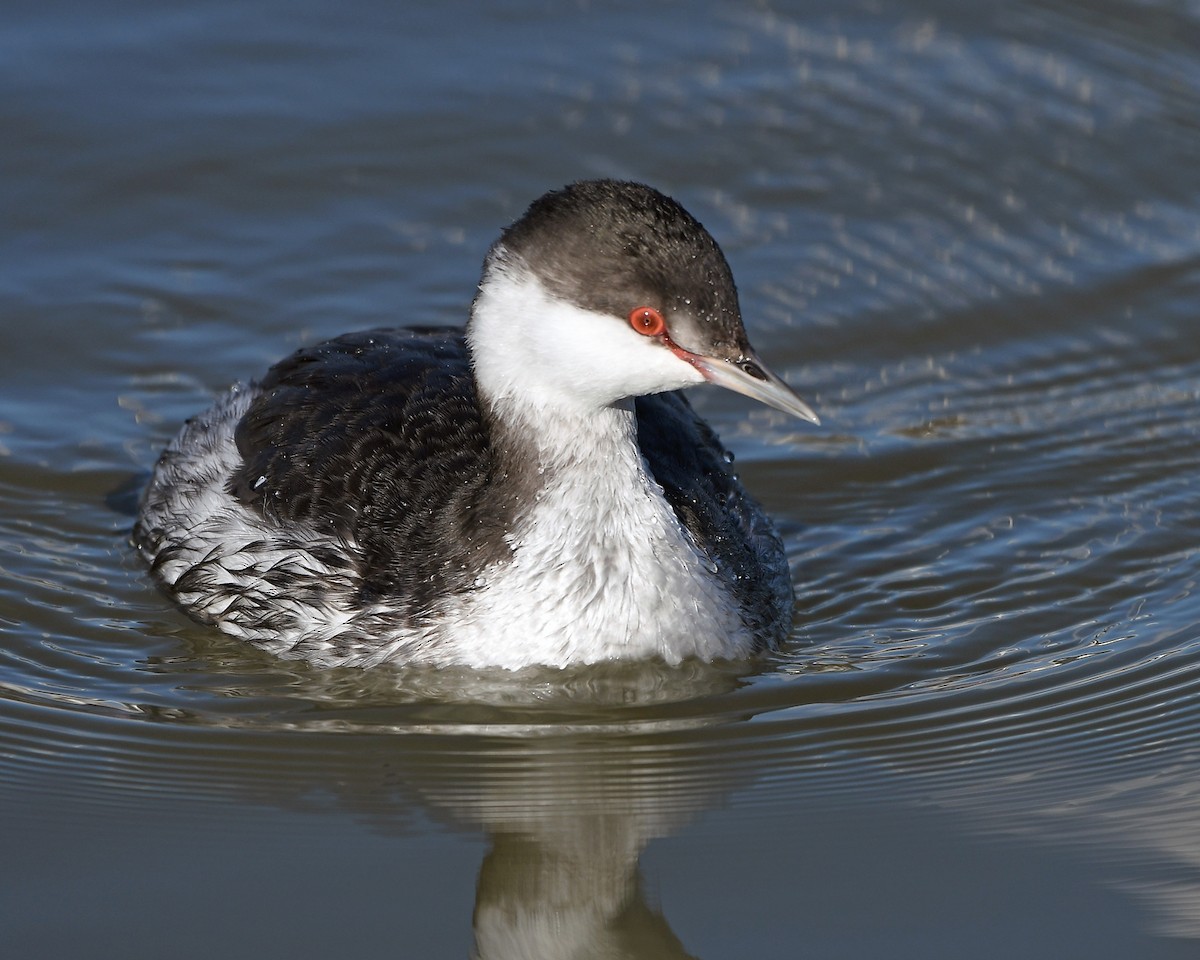 Horned Grebe - MJ OnWhidbey