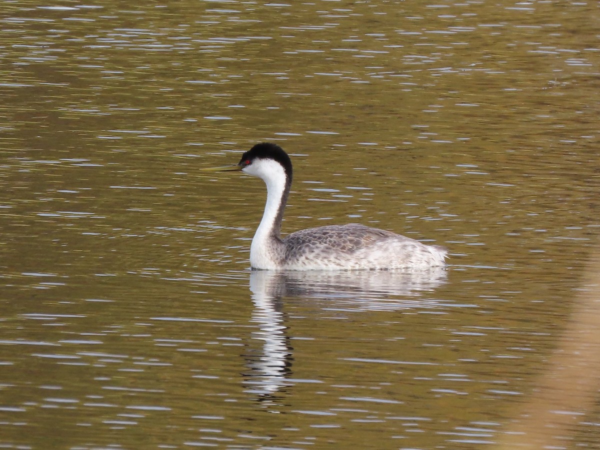 Western Grebe - Larry Siemens