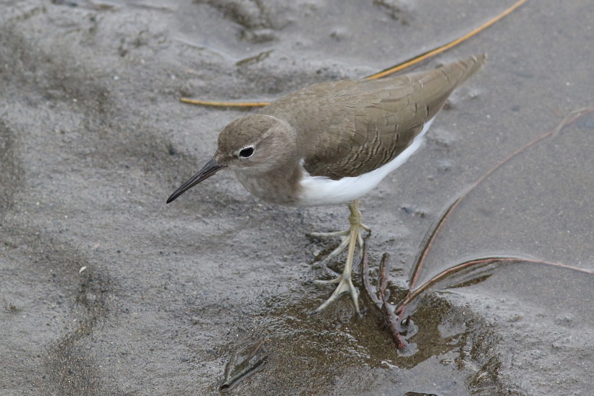 Spotted Sandpiper - ML384223891