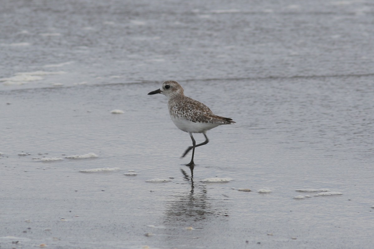 Black-bellied Plover - george parker