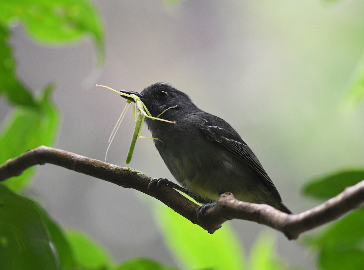 Dusky Antbird - ML384224981