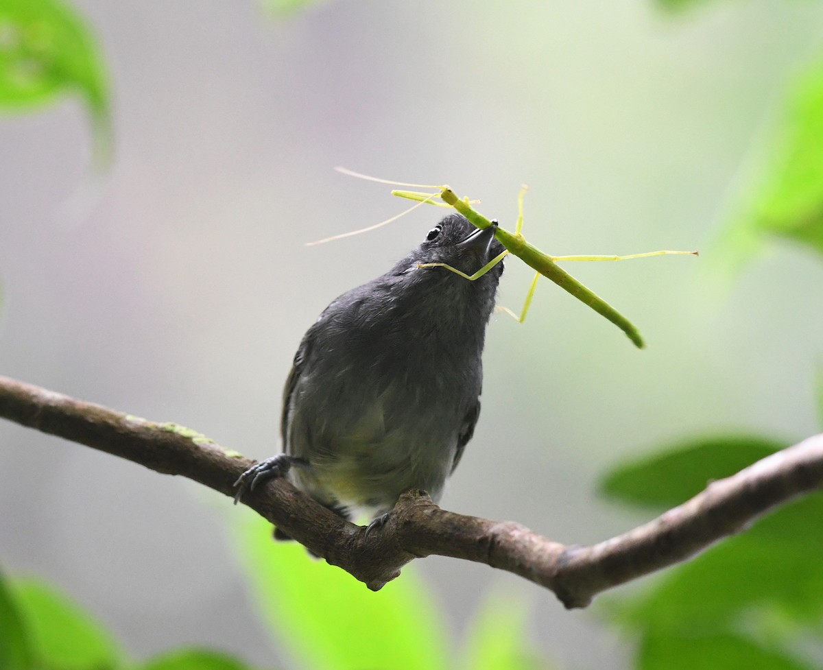 Dusky Antbird - ML384224991